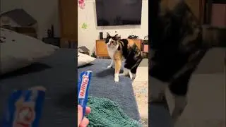 Pets shaking 🤣 #funnyvideo #lol #petsfunnyvideo #shirts #vural