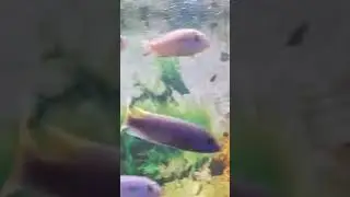 peces c&iacute;clidos africanos, son tra&iacute;dos del lago Malawi #animals