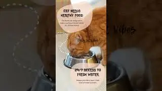 🐾 Proper Basic Care for Your Cat | Daily Cat Vibes