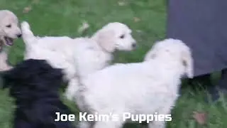Joe Keim's Labradoodle Pupies