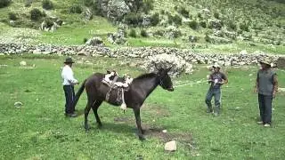 Domando la Mula Nerita en Ccocho - Antabamba - Apurimac.