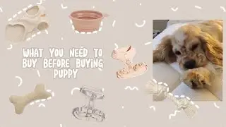 what to buy before buying a dog |что нужно купить перед покупкой собаки| амуниция, шампунь, лежанка