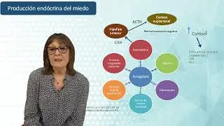 3- Neurobiología | Trastornos de ansiedad