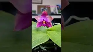 Что такое орхидейное БИНГО? #orchid #phalenopsis #seeding #shorts #орхидеи #посев #гибрид #mituo