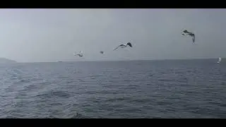 İstanbul Kartal Adalar Arası Martılar İle Vapur Seyahati