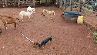 Mais um dia no sítio das cabras 🐐🐐