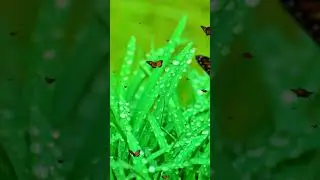 Butterfly Flight for Relaxation and Stress Relief  | Nature Video | @PleasantRelaxation  ★146
