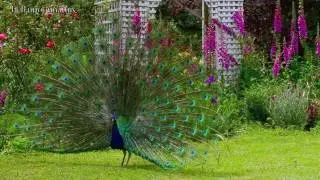 BEAUTIFUL PEACOCK GARDENS ☜Ⓞ☞ TASMANIA