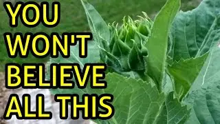 SQUARE FOOT GARDEN TOUR - May 2019