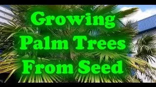 How To Grow Palm Trees From Seed