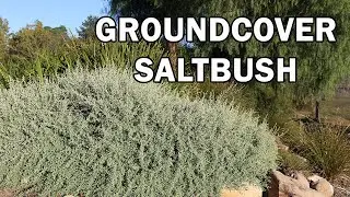 AUSSIE FLAT BUSH&trade; Rhagodia a low growing, compact saltbush | Ozbreed Native Shrubs & Groundcovers