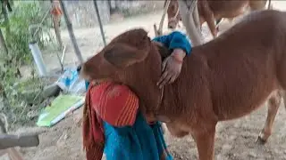 #bhojpuri #कमेड़ी #काशू #की मस्ती 