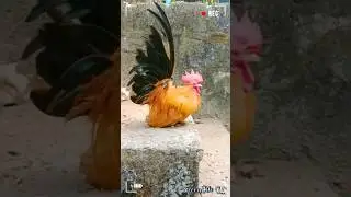 Japanese Bantam From VYGA HARI Exotic| No.1 Quality | To Our Farm