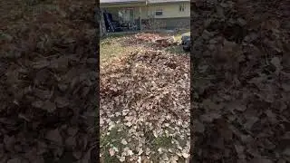 Big leaves clean up redmax blower #redmax