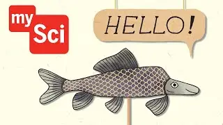 The Razorback Sucker Fish