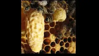 Adding a test frame of eggs