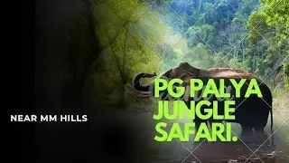 Jungle Safari/ PG Palya/ Worth visiting / Near MM Hills