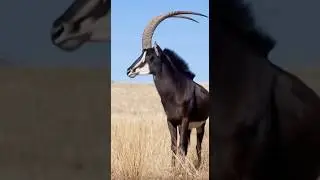 Leopard VS sable antelope