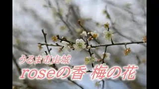 うるま市山城にある「roseの香 梅の花」へ行って来ましたSNSネット情報を頼りに初来園すごく癒されました