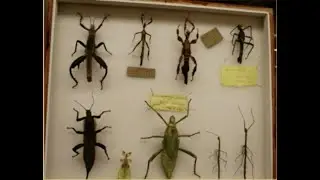 The Wisconsin Insect Research Collection | University Place