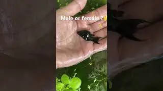 Black ballon molly.🇧🇩molly male female.