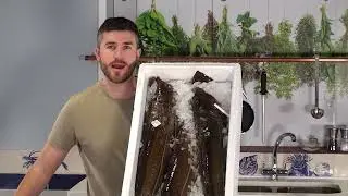 Catch of the Day: Skrei Cod - Showing off large Norwegian Specimans