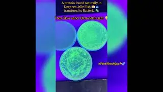 😍 Bio-Lights
