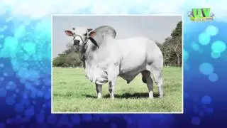 Ongole Ox