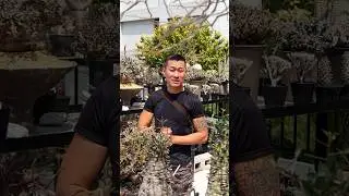 Rare desert plants and caudiciforms | Desert Botany in Taiwan @5pm.twcaudex