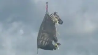 Video captures zebra rescue in Tennessee after week-long escape