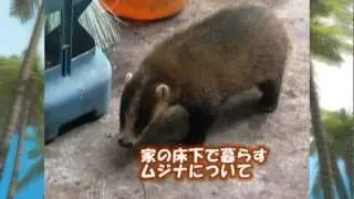 日本アナグマは何処から来たのか！