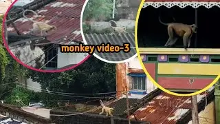 monkey| funny monkey 🐒🙈🤪