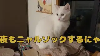【保護猫】🐈とっても対照的な２匹ですにゃ🐈の巻【にゃんこ日和】【rescued cat】