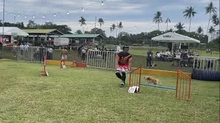 DOG AGILITY - Mixed breed Cocker Jack