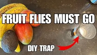 Vinegar Fruit Fly Trap (Step by Step Guide)
