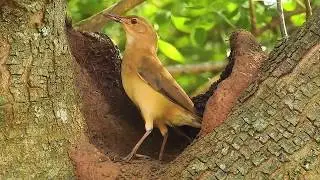 RUFOUS HORNERO couple (FURNARIUS RUFUS), JO&Atilde;O-DE-BARRO, Breeding season, Jo&atilde;o-barreiro.