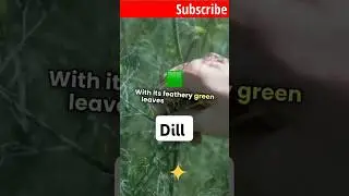 Dill #spices #aroma #herbs