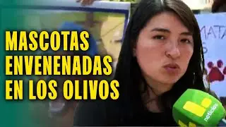 VECINOS DENUNCIAN CASOS DE PERRITOS ENVENENADOS EN LOS OLIVOS