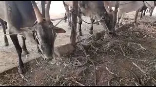 VTN All bulls in home