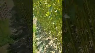 Jute Fields |Unveiling the Golden Fiber's Mystique
