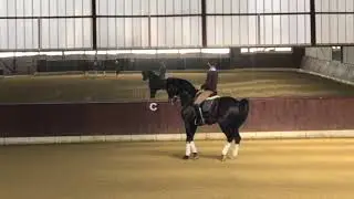 Grand Prix Dressage Stallion For Sale
