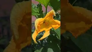 noticing things in the garden #garden #gardeninspo #flowers #broccoli #squash #pollinators #shorts