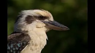 Super Worms: Overview how to raise superworms for predatory birds.