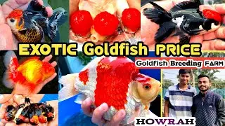 Aquarium मछली farm & Price | Thailand Imported Goldfish Price🔥| Goldfish Breeding😌| Fish Farm/Howrah