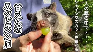 甘えん坊ハクビシン♫贅沢に飼育員に抱っこされてシャインマスカットを食べさせてもらいました！