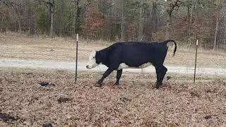 Drunk Cow Dallis Grass Staggers