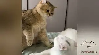 Cat Videos That Make You Happy | Week 3