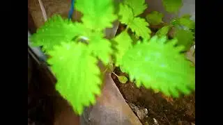 🌿 فوائد عشبة القراص المذهلة التي لا تعرفها! Ortie piquante@proffarid