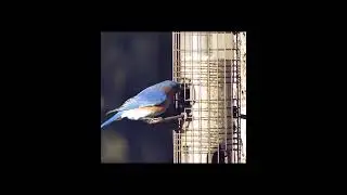 Bluebirdhousefinch2824s@mybackyard  #birds #backyardbirdwatching #nature #backyardbirding