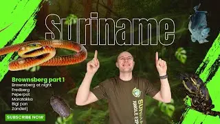 🔥 Slangen zoeken in de jungle van Suriname! 🐍🌿 (Brownsberg part 1, 1/7)